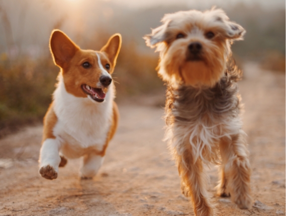 Two happy dogs walking side by side on a sandy path as real mates.