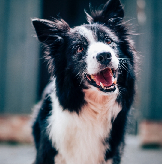 'Happy Border Collie dog looking at you and smilling. 